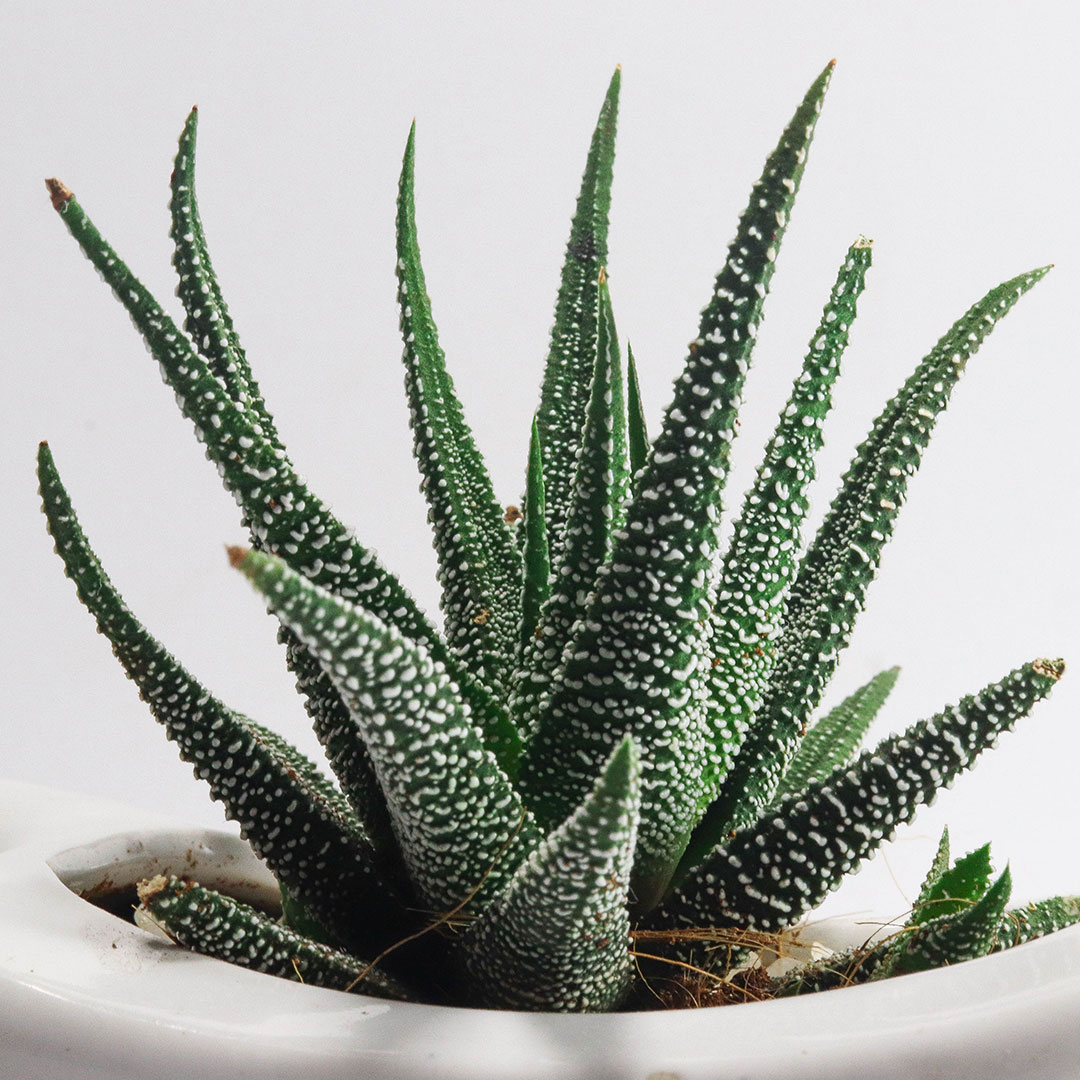 haworthia